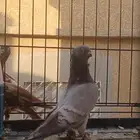 ذكر منتج شرط