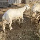 ذبايح حري جبر