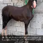 مهر كفو ما يشكي من شيء ما شاء الله عليه