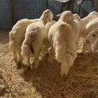 طليان حريه تم البيع