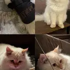 قط للتبني