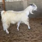 عنز مشروكه طيبه
