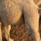 قعود عمره 5شهور فل شحم