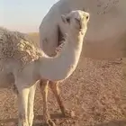 للبيع حاشي بكره بريه كفو عمرها من 7 شهور وفوق
