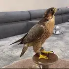 طير جبيليه للبيع الرجا تواصل معا الرقم ( مجرد معلن)