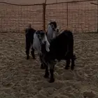 جفرات طيبات يوجد فيديو لصامل