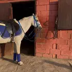 سرج ولجام مع كامل اغراضها للبيع