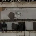 حمام عدد 11 زوج للبيع
