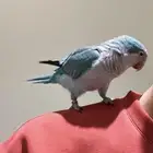 كويكر