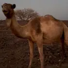 ناقه صفرا