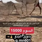 عشرا بكر باتليه تحتها قعود وعلى جميع الشروط