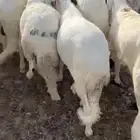 سواكن مرابي جذعان وشحم