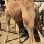 قعود على الحليب شراكه على 10 اجزاء