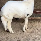 خروف جذع