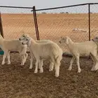 رخال حريه