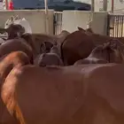 حسلان بلدي سمان وطيبه