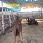 ملحمة ذبائح الحجاز-مخطط البدراني