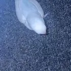 روزات نهايه غر