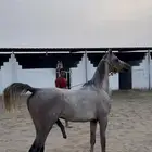 خيل عربي اصيل