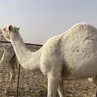 مفرود للبيع