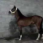 حصان شعبي