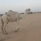 بعير رماني شرط الهداوه والضراب. و العشار