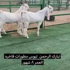 تيوس مطورات فواخر