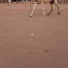 عشرا شقحا تحتها بكره