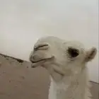 للبيع بكار كفو العدد 3