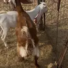 للبيع عنز