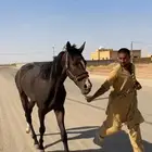 احصان انقليزي ورق