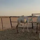 بكره مفروده للبيع