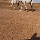 خلفه رمانيه للبيع تحتها بكره هديه