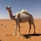 بكره باتليه