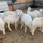 طليان للبيع