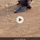 شاهين بحريه