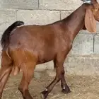 تيس قبرصي فاخر