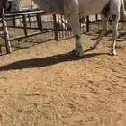 بعير رماني منتج وانتاجه كفووو اكبر بناته ثنيه