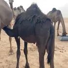 قعود للبيع