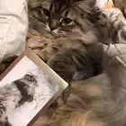 قط شيرازي للتبني