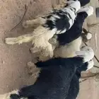 بهم