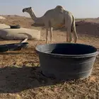بكره حقه