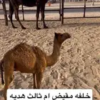 للبيع خلفه مقيض
