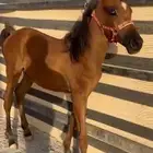 مهره شعبيه 6 شهور