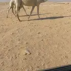 عشراء ثنو رمانيه كفووو