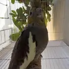 ايميرالد وايت فيس بلاك هيد مع ستاندر الماني