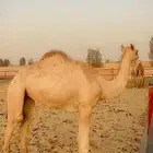 بكره اصيل مفروده للبيع سلالتها طيبه وسبق من النوادر
