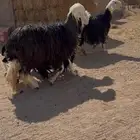 نجد مواليد تم البيع