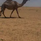 ناقه لقحه بثالثها كفو