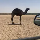 حاشي مفرود تو اخذته من تحت امه على حليب وبرسيم